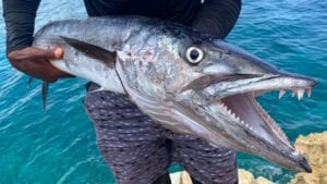 GIANT! Barracuda Catch N’ Cook 15