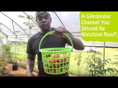 July Garden Harvest| Growing Food in Our High Tunnel 1