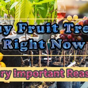 7 Reasons To Buy Fruit Trees Right Now